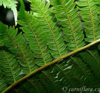 výtrusnice Cyathea